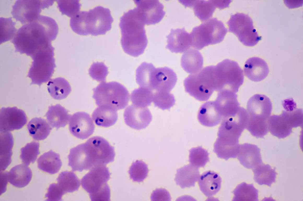 A Mutation Is Making It Easier for Drug-Resistant Malaria to Spread