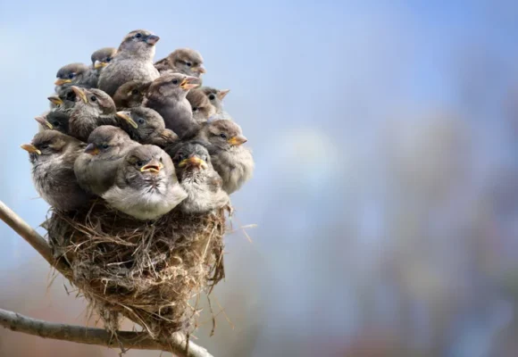 Crowded nest? How parents and their adult kids can live together in peace