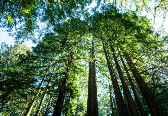 California’s Tallest and Most Iconic Trees Are Getting Heatstroke